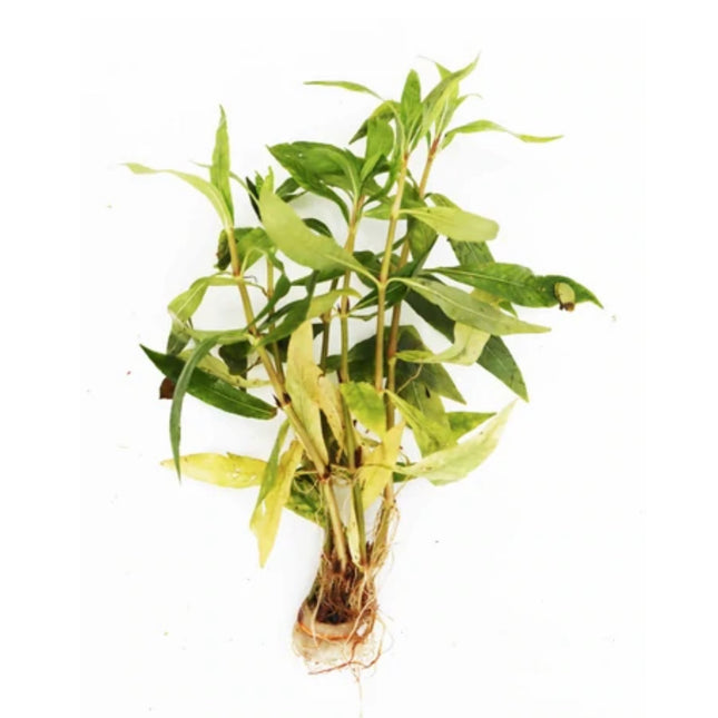 hygrophila Salicifolia 5 stems around 10cm each - Nano Tanks Australia Aquarium Shop