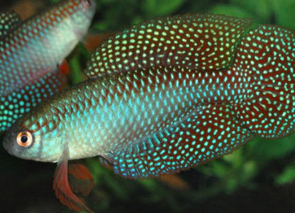 Hypsolebias carlettoi males “guanambi” - Nano Tanks Australia Aquarium Shop