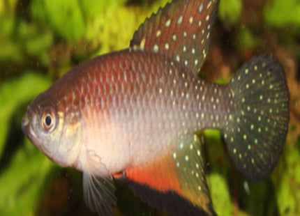 Hypsolebias Coamazonicus - Nano Tanks Australia Aquarium Shop