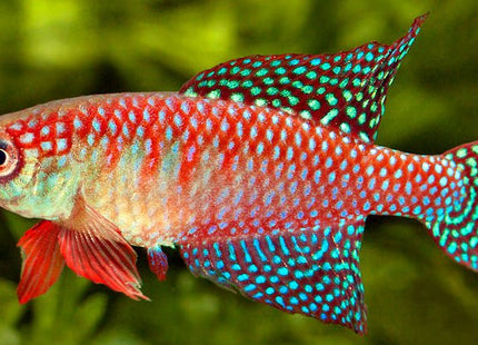 Hysolebias Carlettoi - Nano Tanks Australia Aquarium Shop