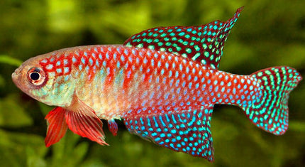 Hysolebias Carlettoi - Nano Tanks Australia Aquarium Shop