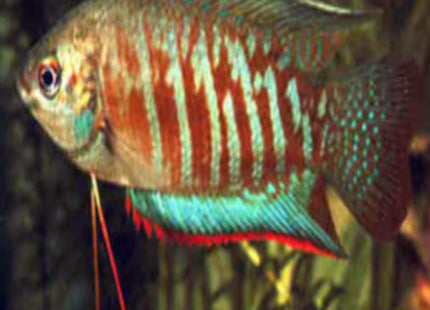 Indian Banded Gourami Trichogaster fasciata - Nano Tanks Australia Aquarium Shop