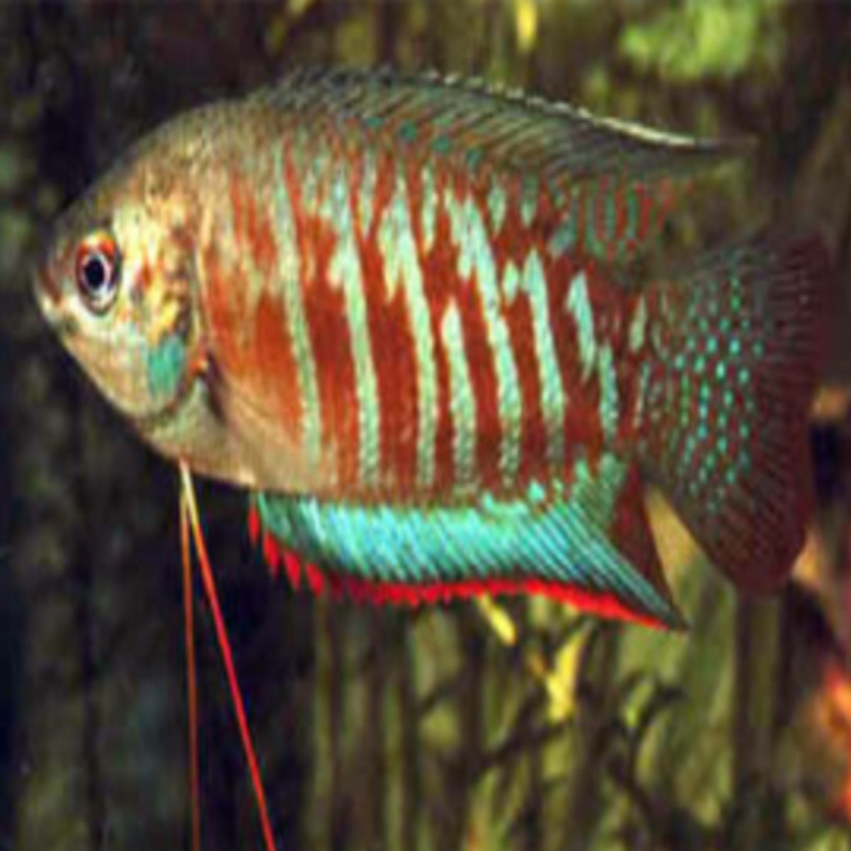 Indian Banded Gourami Trichogaster fasciata – Nano Tanks Australia ...