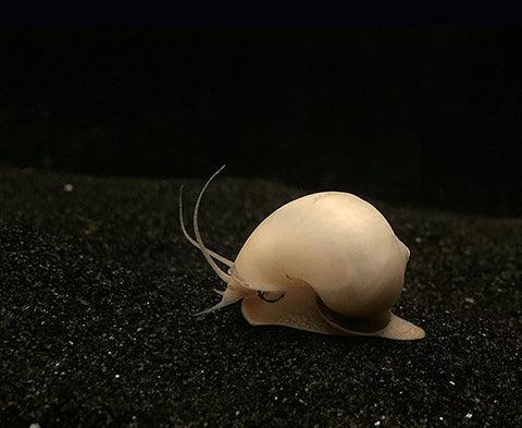 Ivory Mystery Snail - Nano Tanks Australia Aquarium Shop