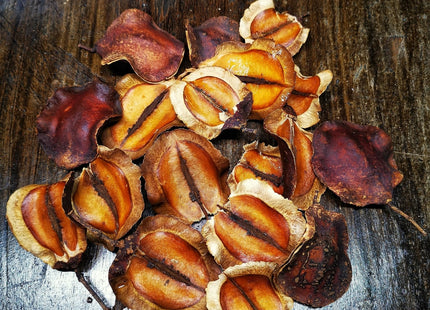 Jacaranda Seed Pods - Nano Tanks Australia Aquarium Shop