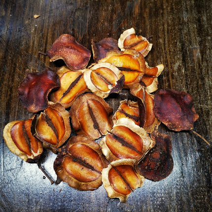 Jacaranda Seed Pods - Nano Tanks Australia Aquarium Shop