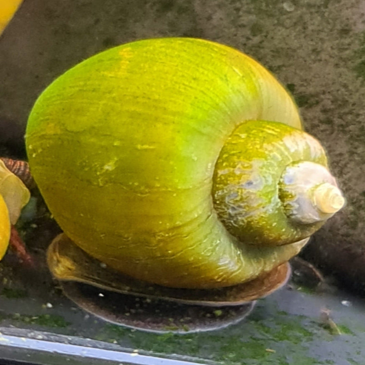 Jade Mystery Snails - Nano Tanks Australia Aquarium Shop