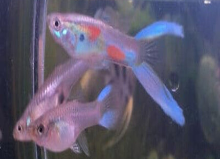 Japanese Double Sword Guppy Males - Nano Tanks Australia Aquarium Shop
