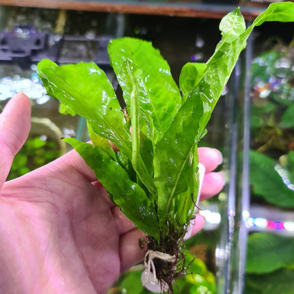 Java Fern Bunch Large on pots - Nano Tanks Australia Aquarium Shop