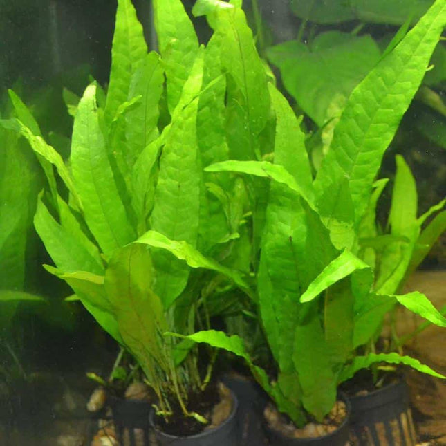 Java Fern Bunch Large on pots - Nano Tanks Australia Aquarium Shop