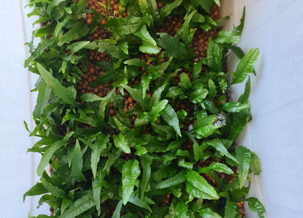 Java Fern Bunch Large on pots - Nano Tanks Australia Aquarium Shop
