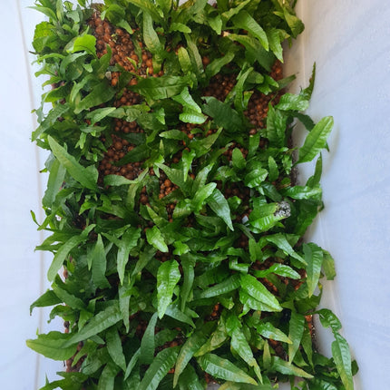 Java Fern Bunch Large on pots - Nano Tanks Australia Aquarium Shop