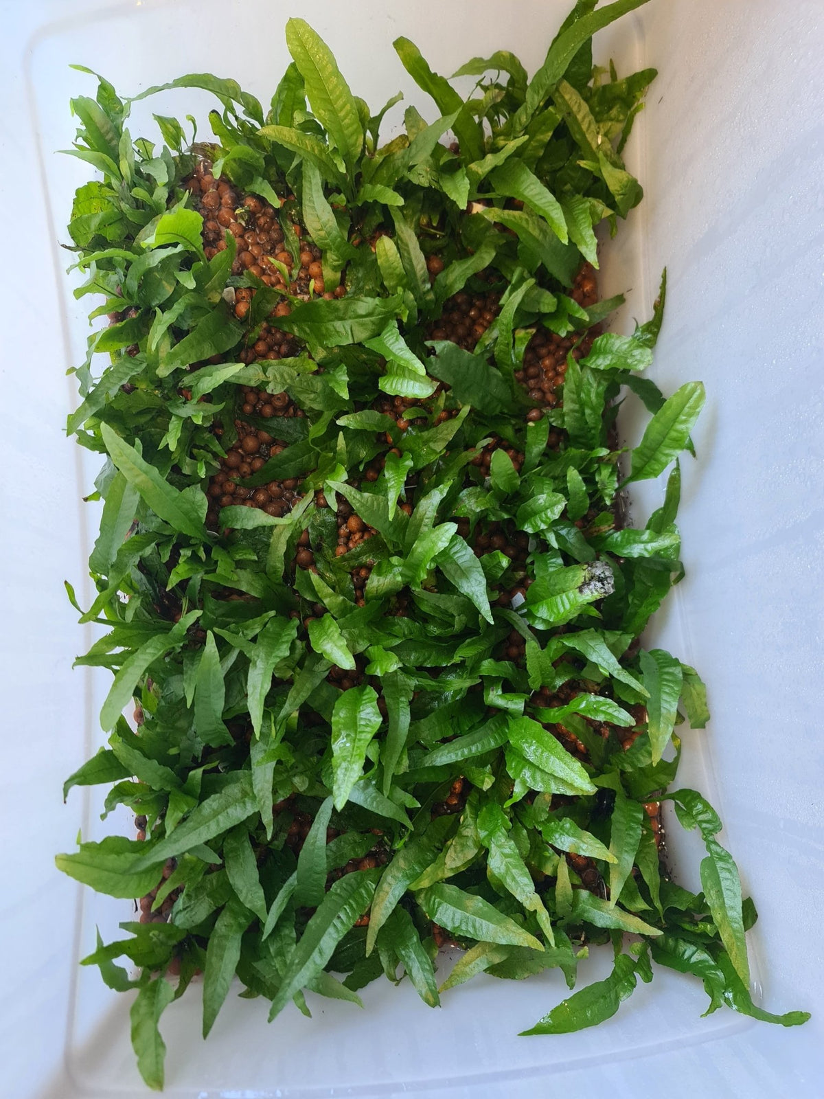 Java Fern Bunch Large on pots – Nano Tanks Australia Aquarium Shop