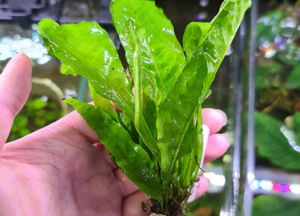 Java Fern Bunch Small on pots - Nano Tanks Australia Aquarium Shop