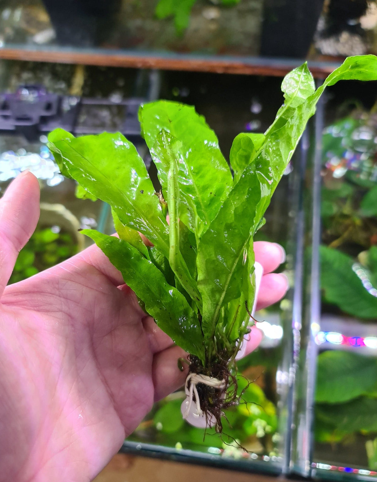 Java Fern Bunch Small on pots – Nano Tanks Australia Aquarium Shop