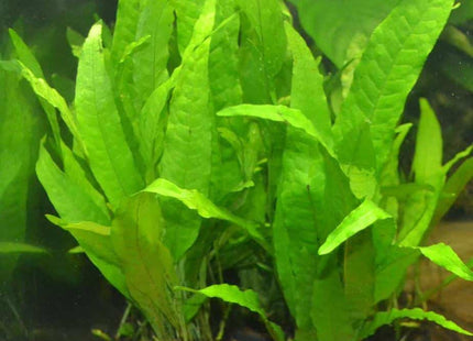 Java Fern Bunch Small on pots - Nano Tanks Australia Aquarium Shop