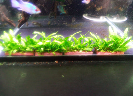 Java Fern Mini - Nano Tanks Australia Aquarium Shop