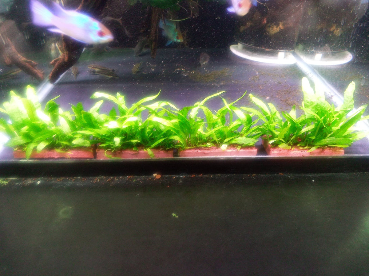 Java Fern Mini – Nano Tanks Australia
