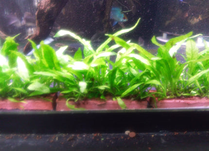 Java Fern Mini - Nano Tanks Australia Aquarium Shop