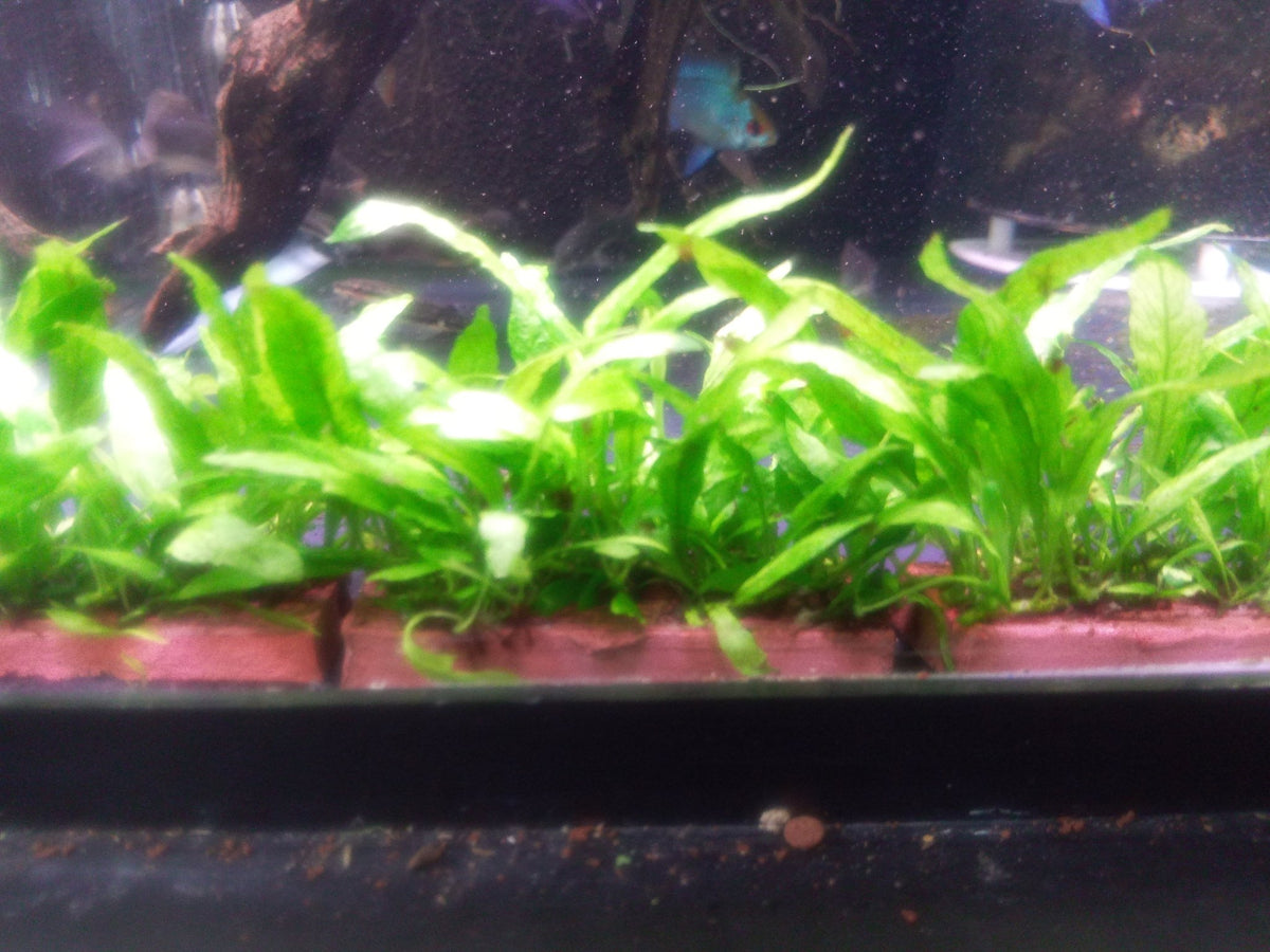 Java Fern Mini – Nano Tanks Australia Aquarium Shop