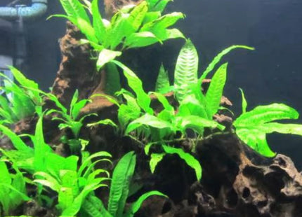 Java Fern On Mopani - Nano Tanks Australia Aquarium Shop
