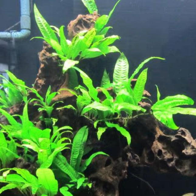 Java Fern On Mopani - Nano Tanks Australia Aquarium Shop