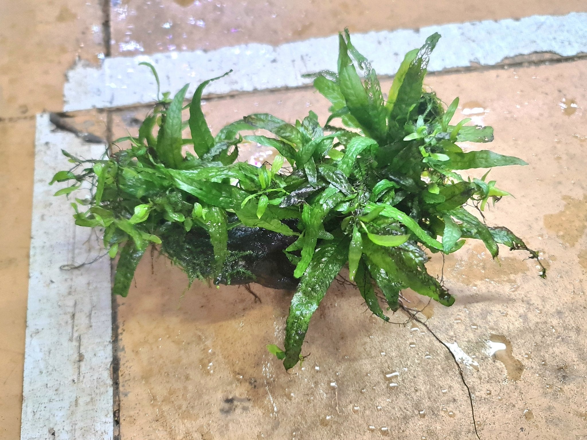 Java Fern on Wood/ Rock – Nano Tanks Australia