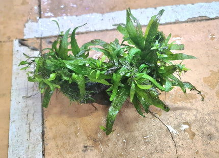 Java Fern on Wood/ Rock - Nano Tanks Australia Aquarium Shop