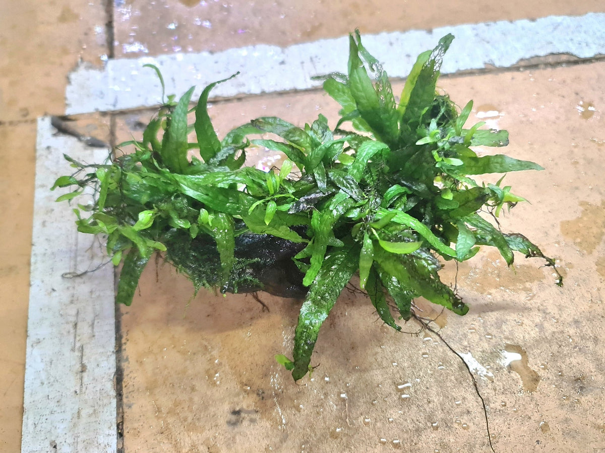 Java Fern on Wood/ Rock – Nano Tanks Australia