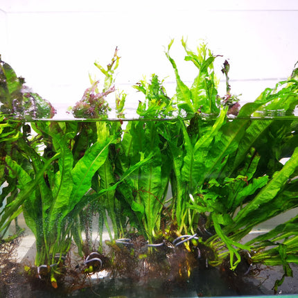Java Fern Windelov Crested - Nano Tanks Australia Aquarium Shop