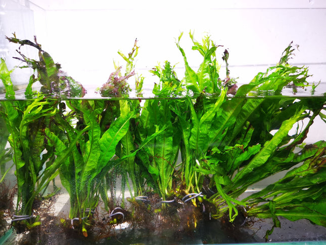 Java Fern Windelov Crested - Nano Tanks Australia Aquarium Shop