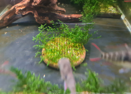 Java moss on ceremic plate - Nano Tanks Australia Aquarium Shop