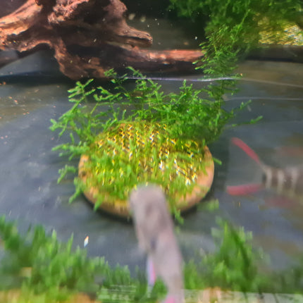 Java moss on ceremic plate - Nano Tanks Australia Aquarium Shop