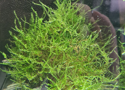 Java Moss on Driftwood (Nano Size) - Nano Tanks Australia Aquarium Shop