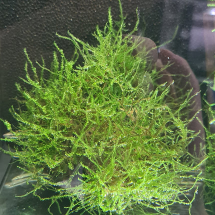 Java Moss on Driftwood (Nano Size) - Nano Tanks Australia Aquarium Shop