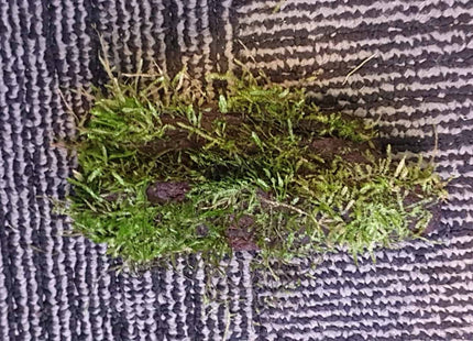 Java Moss on Driftwood (Nano Size) - Nano Tanks Australia Aquarium Shop