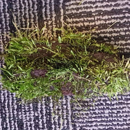 Java Moss on Driftwood (Nano Size) - Nano Tanks Australia Aquarium Shop
