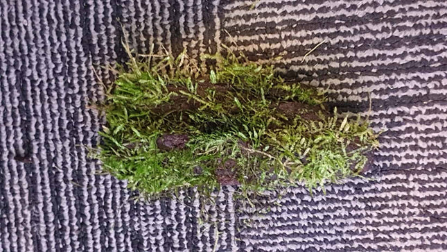 Java Moss on Driftwood (Nano Size) - Nano Tanks Australia Aquarium Shop