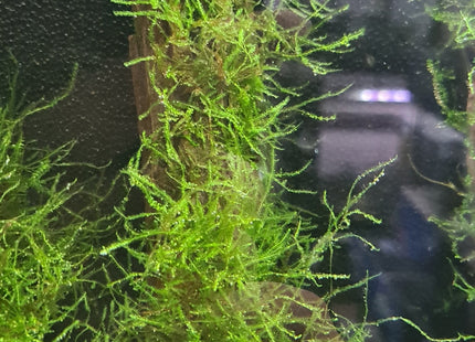 Java Moss on Driftwood (Nano Size) - Nano Tanks Australia Aquarium Shop