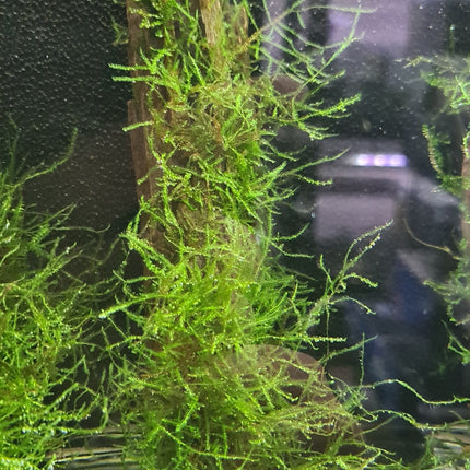 Java Moss on Driftwood (Nano Size) - Nano Tanks Australia Aquarium Shop