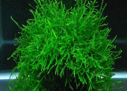 Java Moss Taxophyllum barberi 5cmx5cm 5 grams - Nano Tanks Australia Aquarium Shop