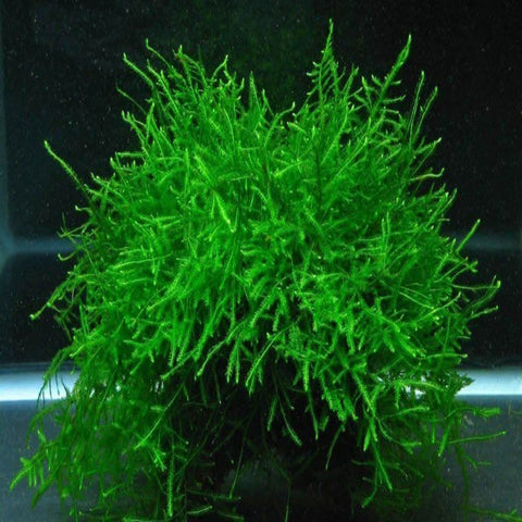 Java Moss Taxophyllum barberi 5cmx5cm 5 grams - Nano Tanks Australia Aquarium Shop