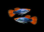 Male