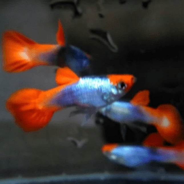 Koi Koi Tuxedo Guppy (Male, Females and Pairs available) - Nano Tanks Australia Aquarium Shop