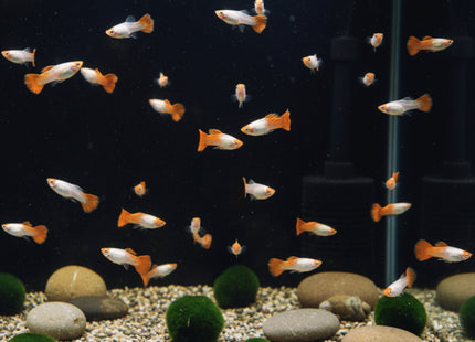 Koi Koi Tuxedo Guppy (Male, Females and Pairs available) - Nano Tanks Australia Aquarium Shop