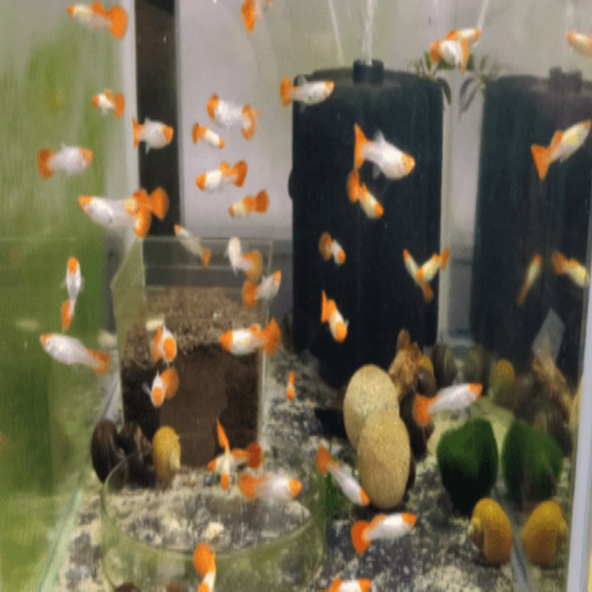 Koi Koi Tuxedo Guppy (Male, Females and Pairs available) - Nano Tanks Australia Aquarium Shop