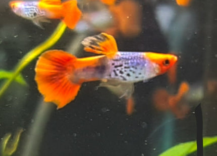Koi Red Cobra Guppy Males - Nano Tanks Australia Aquarium Shop
