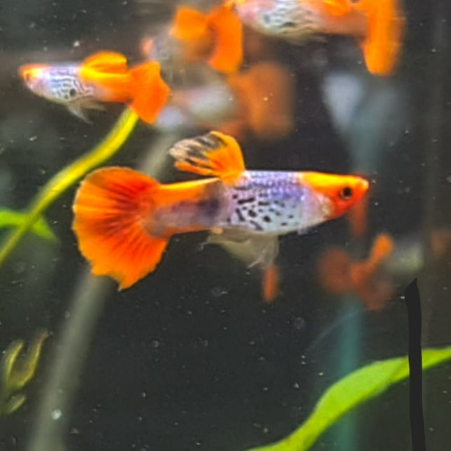 Koi Red Cobra Guppy Males - Nano Tanks Australia Aquarium Shop