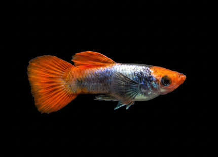 KOI TUXEDO DUMBO EAR GUPPY Male - Nano Tanks Australia Aquarium Shop