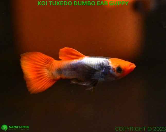 KOI TUXEDO DUMBO EAR GUPPY Male - Nano Tanks Australia Aquarium Shop